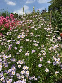 Close-up of pink flowering plants on field