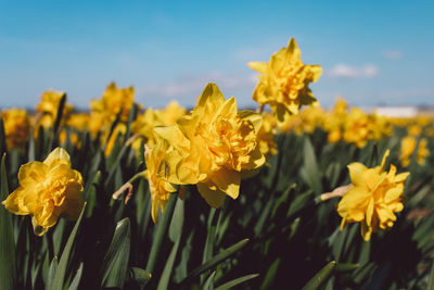 Close-up of yellow flowering plant on field against sky