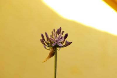 Close-up of yellow rose flower