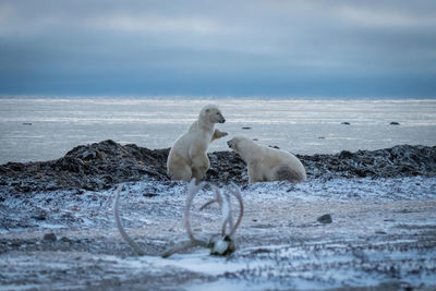 Two polar bears playing near caribou antlers