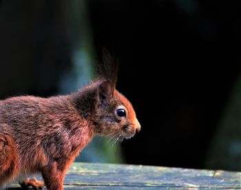 Close-up of squirrel