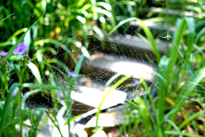 Close-up of grass