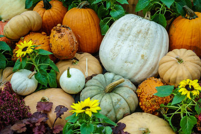 Close-up of pumpkins in autumn