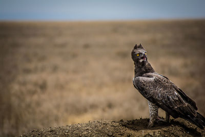 Close-up of eagle standing against sky