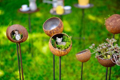 Close-up of mushrooms growing on field