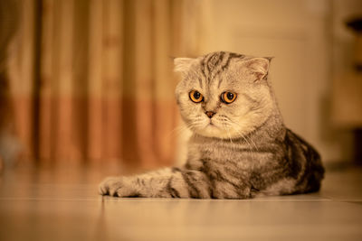 Portrait of cat sitting on floor