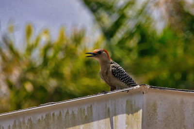 Close-up of bird perching on wall