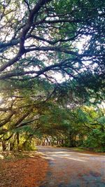 Road amidst trees against sky