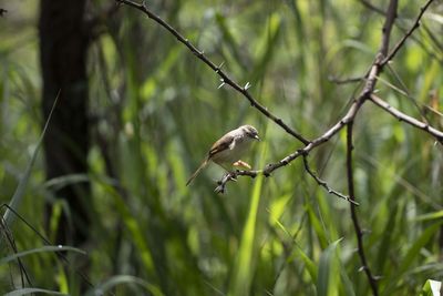 Bird perching on a tree