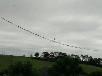 Low angle view of birds on land against sky