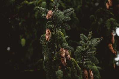 Close-up of pine tree