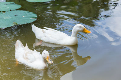 Swan floating on lake