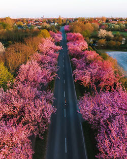 High angle view of pink flowering plants by trees in city