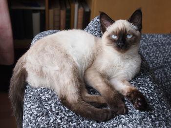 Portrait of cat sitting on sofa at home