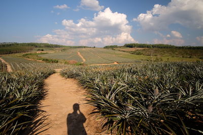 Human shadow in front of cultivated land in thailand