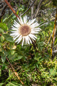 Close-up of flowering plant on field