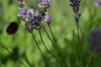 Close-up of bee on flower