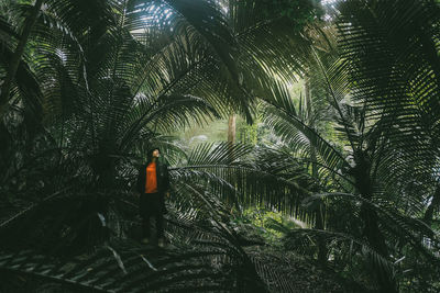 Palm trees in forest