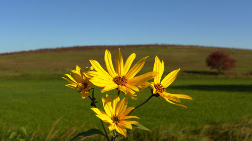 Close-up of sunflower on field against clear sky