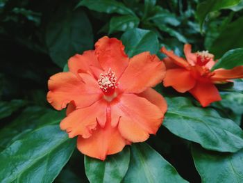 Close-up of orange hibiscus blooming outdoors