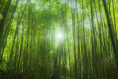 Low angle view of bamboo trees in forest