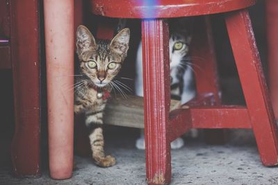 Cats underneath chair