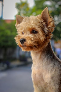 Close-up of dog looking away