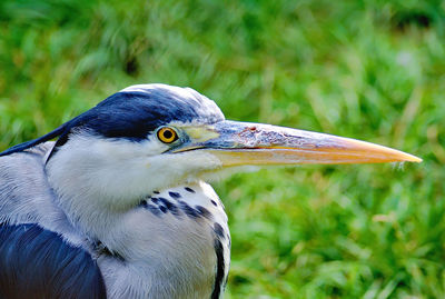 Close-up of a bird