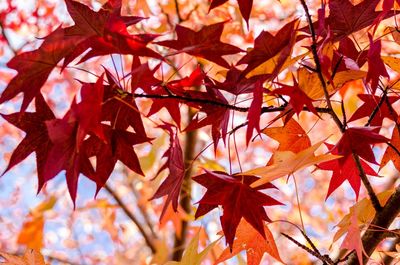 Close-up of maple leaves on tree