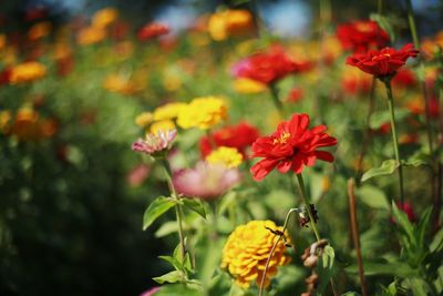 Close-up of flowers blooming outdoors