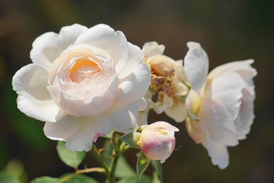 Close-up of blooming white roses by natural light