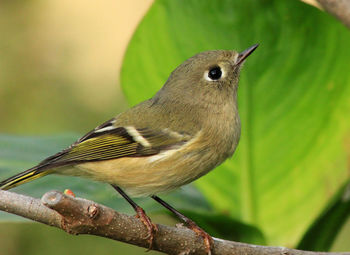 Close-up of bird perching on branch