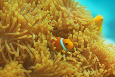 Close-up of fish swimming in sea