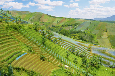 Scenic view of agricultural field against sky