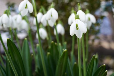 Close-up of white flowering plants on field