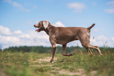 Dog running on field against sky