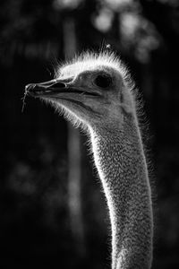 Close-up of ostrich