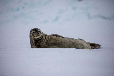 Seal on snow