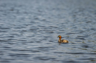 Duck swimming in lake
