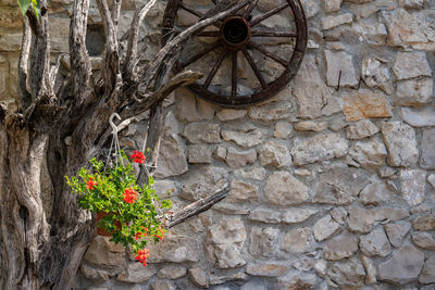 Low angle view of flowering plants against wall