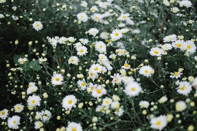 Close-up of white daisy flowers on field