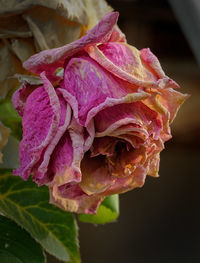 Close-up of pink flower against blurred background