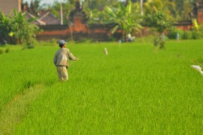 Farmer sprinkling seeds at rice paddy