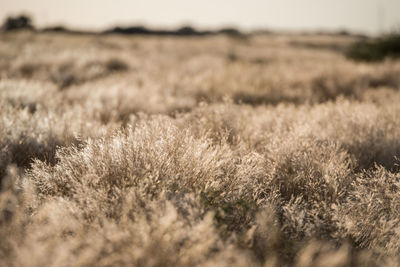 Close-up of plants growing on land
