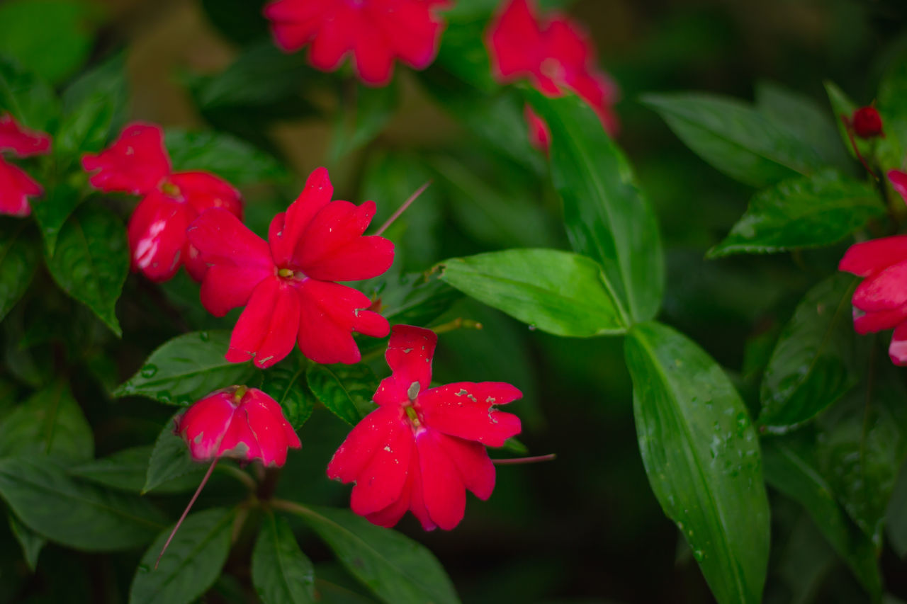 CLOSE-UP OF RED FLOWERING PLANTS