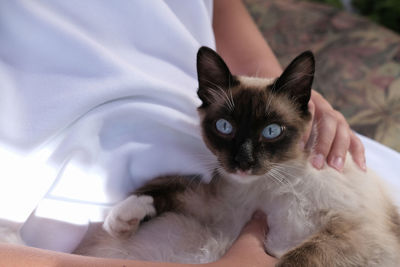 Balinese cat  on human hands. fluffy cat, blue eyes. oriental cat. adoption and vet clinic concept. 