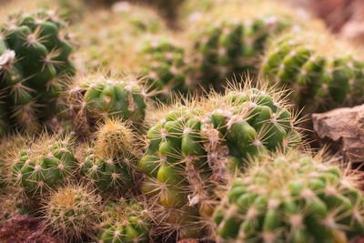 Close-up of cactus plant on field