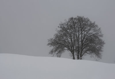 Bare tree on snow covered landscape against clear sky