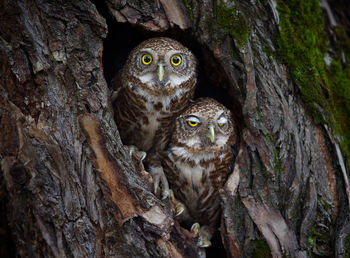 Portrait of owl perching on tree