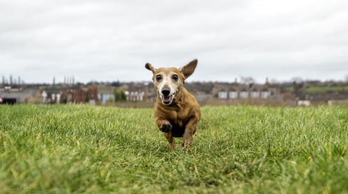 Portrait of dog running on grassy field